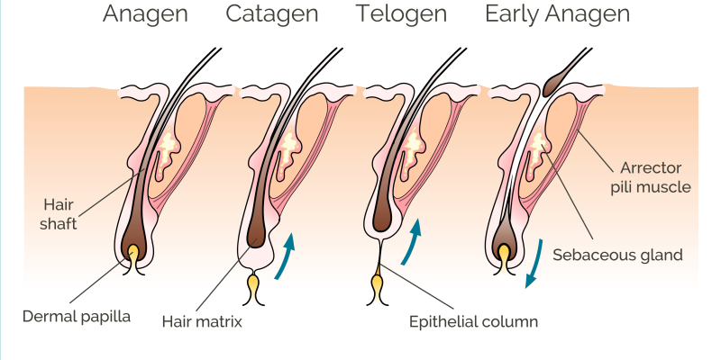 Hair Growth Cycle: Anagen, Catagen, Telogen and Exogen