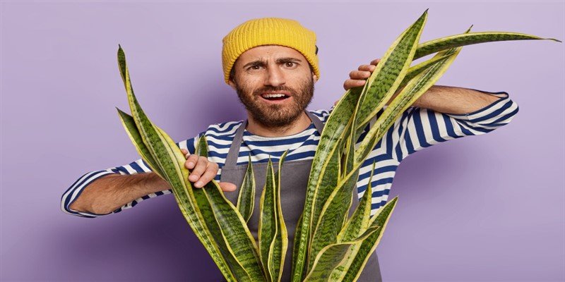 Can Aloe Vera Cause Hair Loss? Potential Risks and Benefits