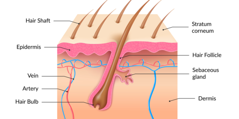 How Long After Hair Transplant Are Grafts Secure?