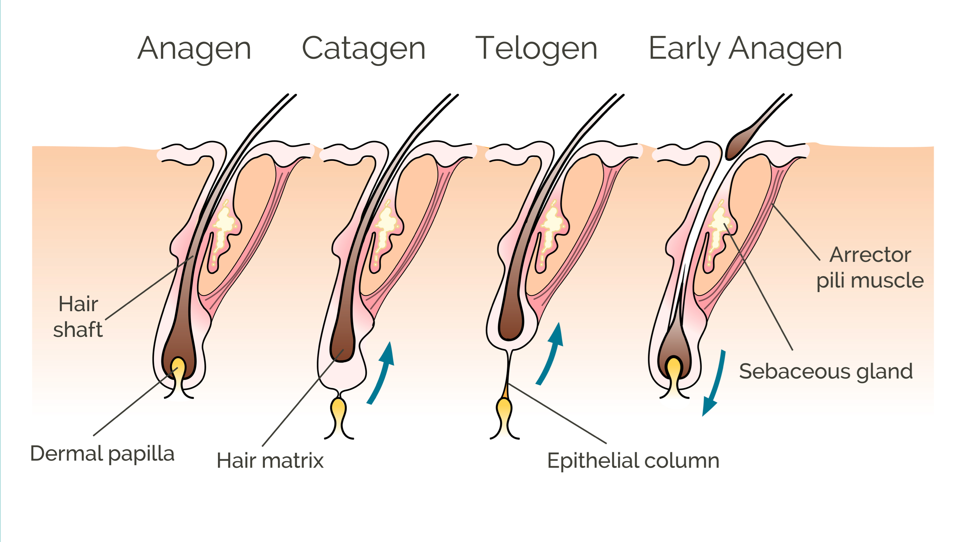 https://www.hairtransplantfue.org/user/pages/12.blog/hair-growth-cycle/hair-growth-cycle.png